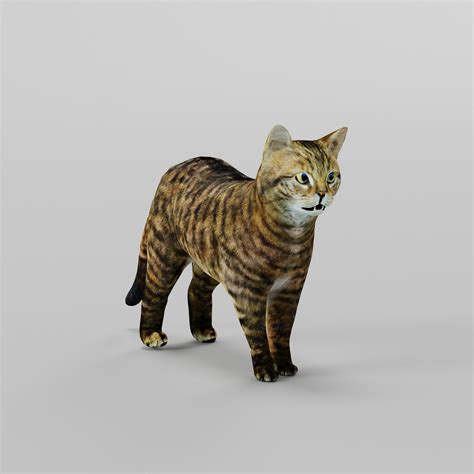 cg trade|Wildcat .